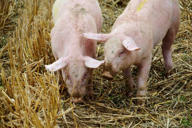 UE a alocat deja două milioane de euro pentru a ajuta serviciile veterinare să gestioneze focarele de pestă porcină, conform datelor comisarului european pentru sănătate publică şi siguranţă alimentară, Vyte Andriukaiti, a scris Mihai Ţurcanu, eurodeputat din partea PNL, într-un mesaj postat pe Facebook